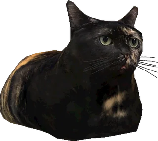 Bean the Chonk